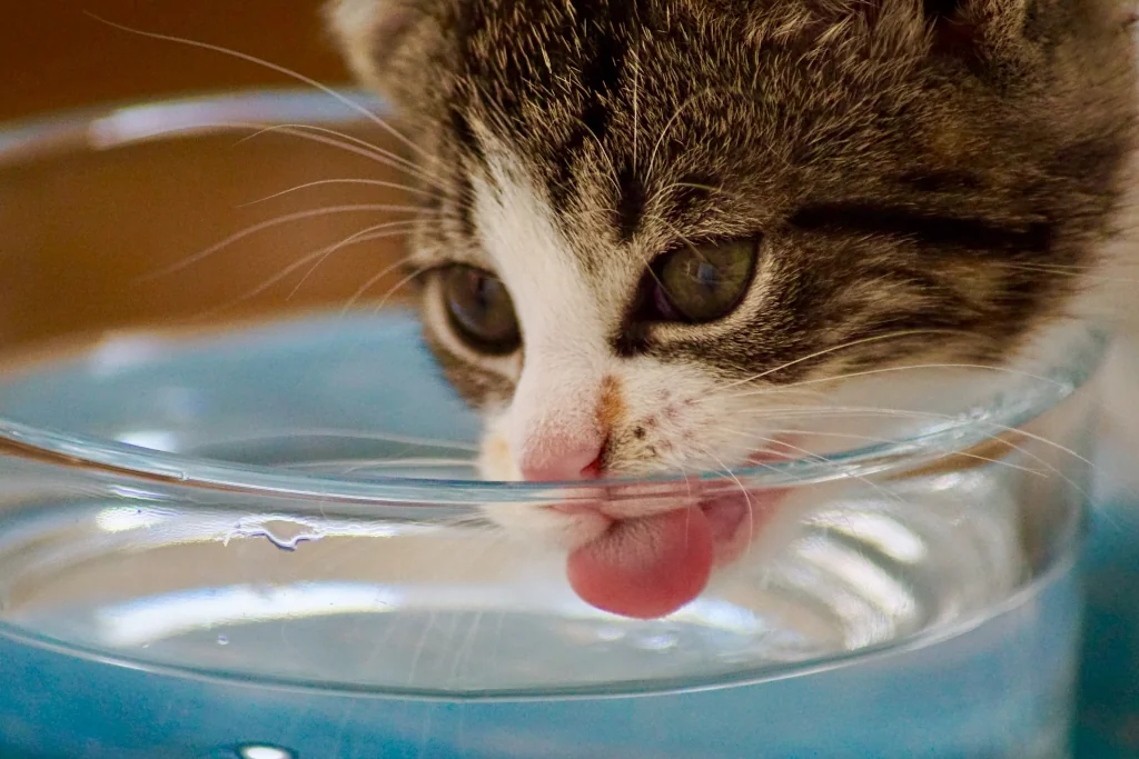 gray and white cat drinking water from bowl up close