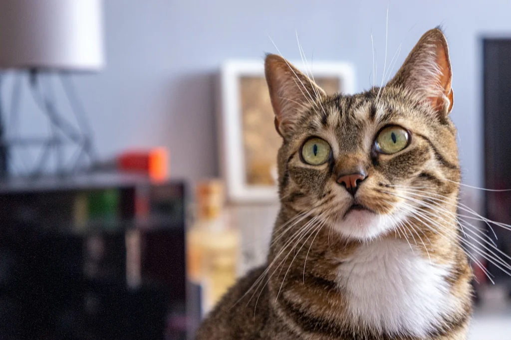 gray and white cat looking at the camera with chicken next to them