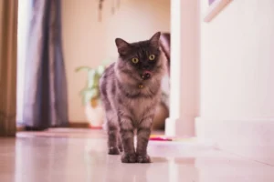 gray and white cat standing indoors