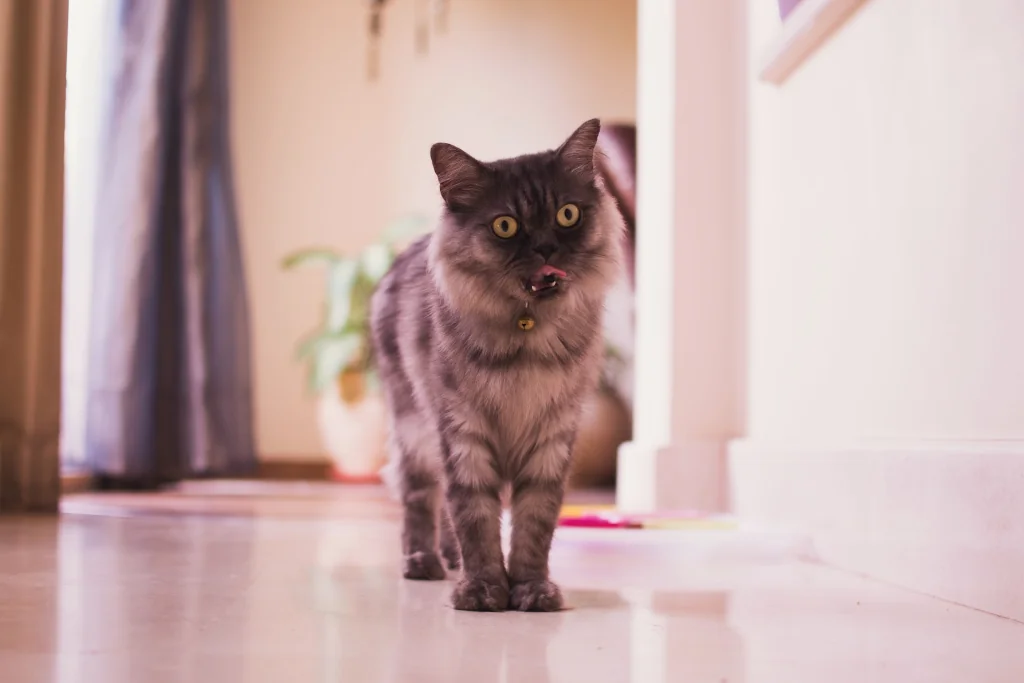 gray and white cat standing indoors