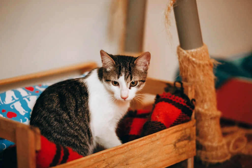 gray and white tabby cat sitting on red textile