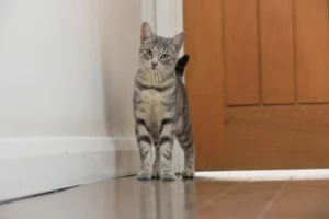 gray cat standing in front of brown door