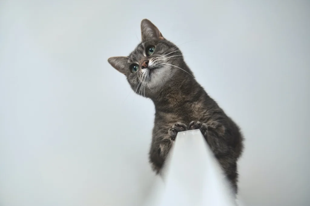gray cat standing on top of a white furniture