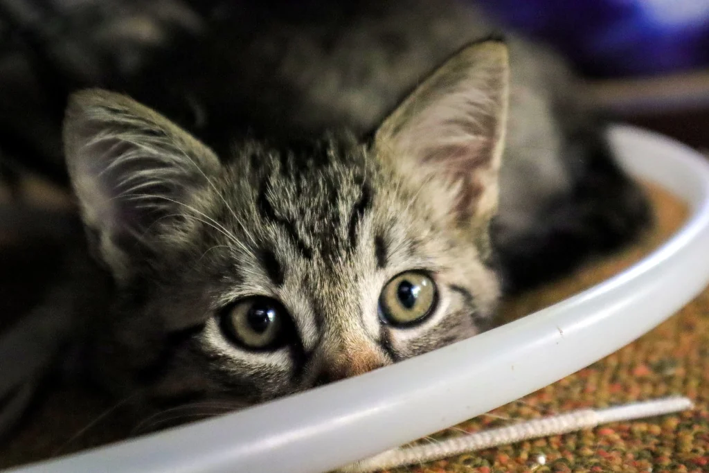 gray tabby cat hiding and attentive