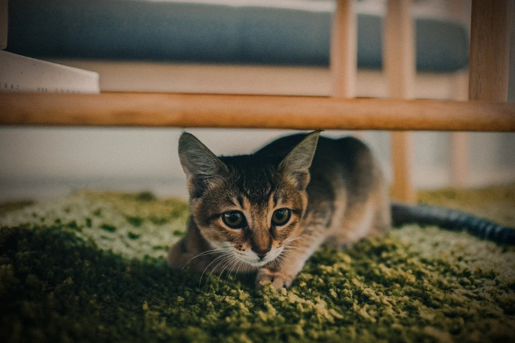 gray tabby cat hiding below a wooden table