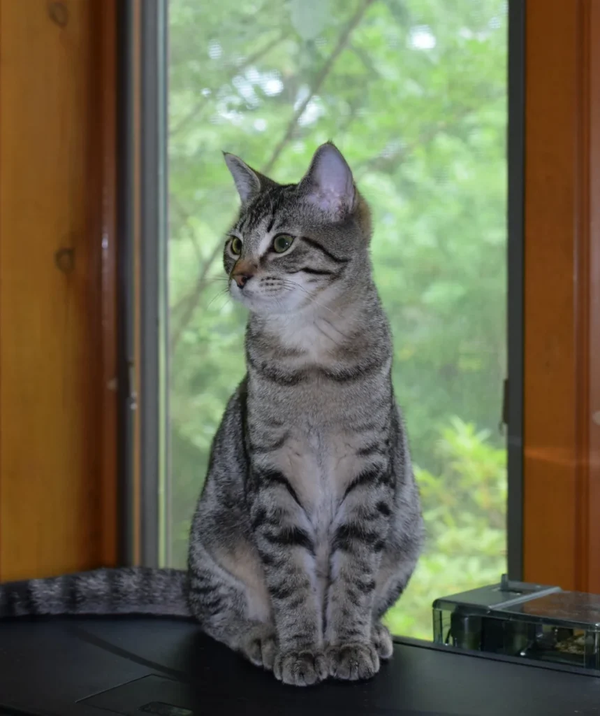 gray tabby cat sitting in front of the window