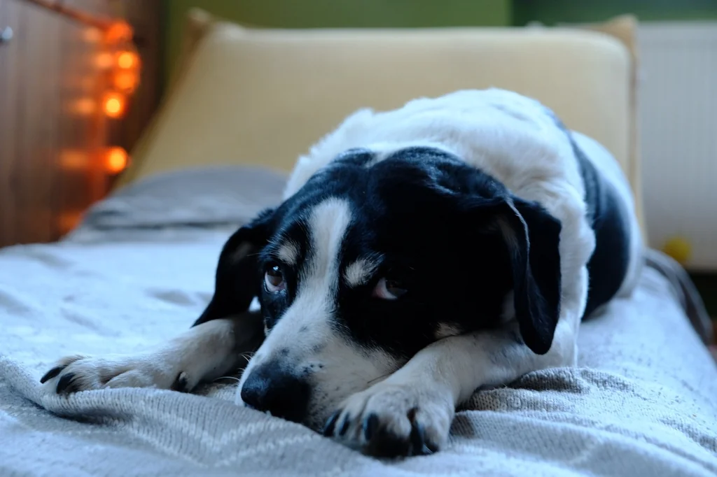 guilty looking black and white dog on the bed