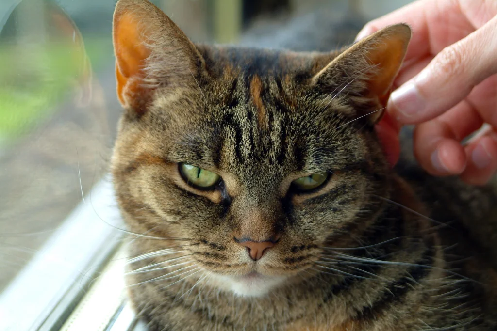 hand petting a gray tabby cat near a window