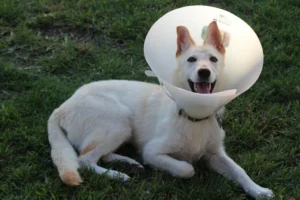 happy white dog wearing cone after spay