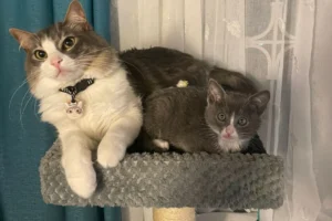 kitten and adult cat hanging out