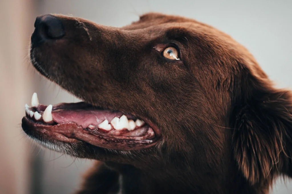 long-coated brown dog with white teeth looking up