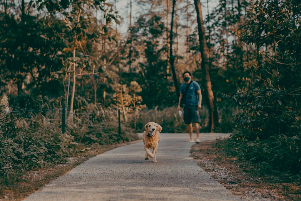 man walking with a golden dog in park