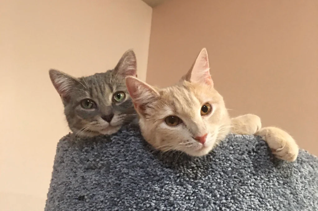 orange and gray cat next to each other on a cat tree