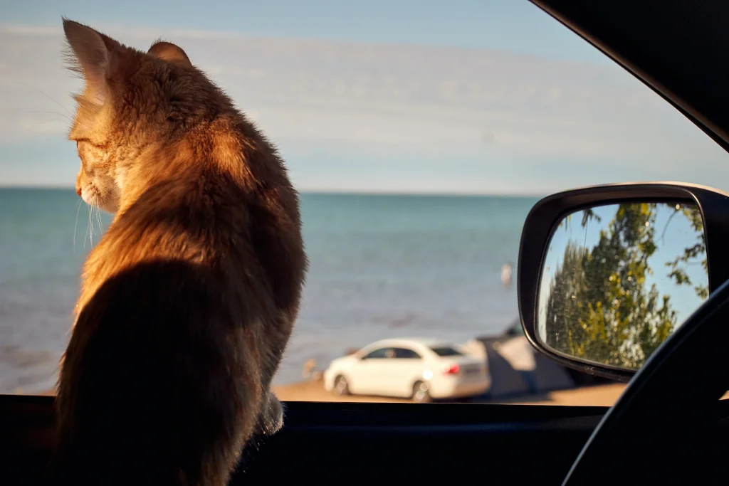 orange cat looking out the car window