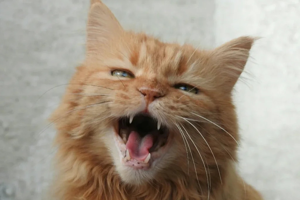 orange cat meowing up close_