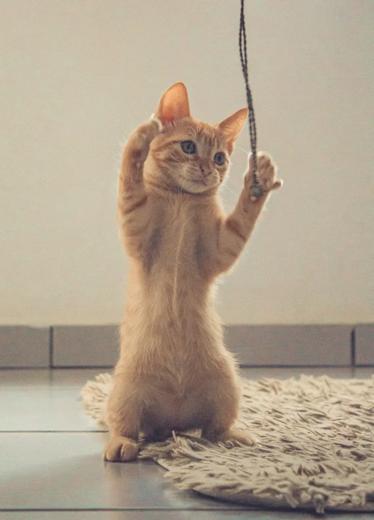 orange cat playing with a rop on hind legs