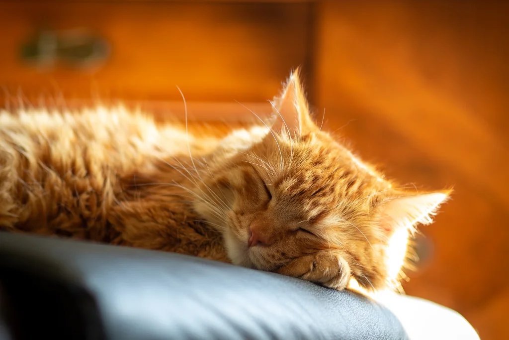 orange cat sleeping on a leather chair