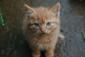 orange kitten looking up to camera while sitting down