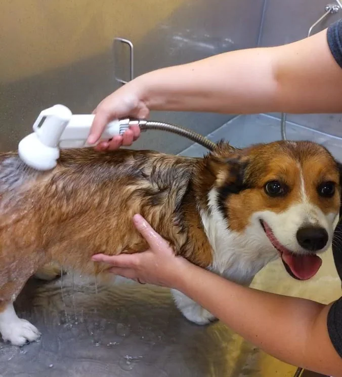 person bathing a brown and white dog