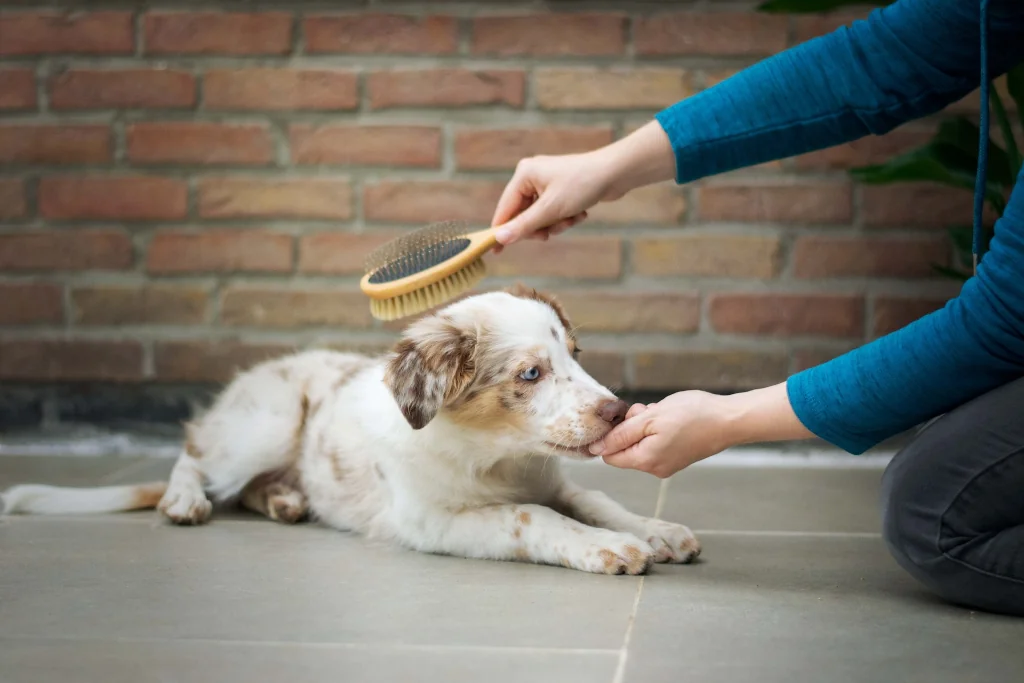 person brushing a brown dog while giving treats