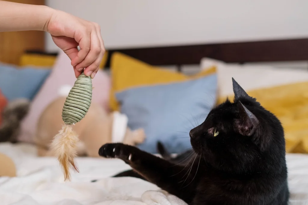 person enticing black cat on the bed with a toy