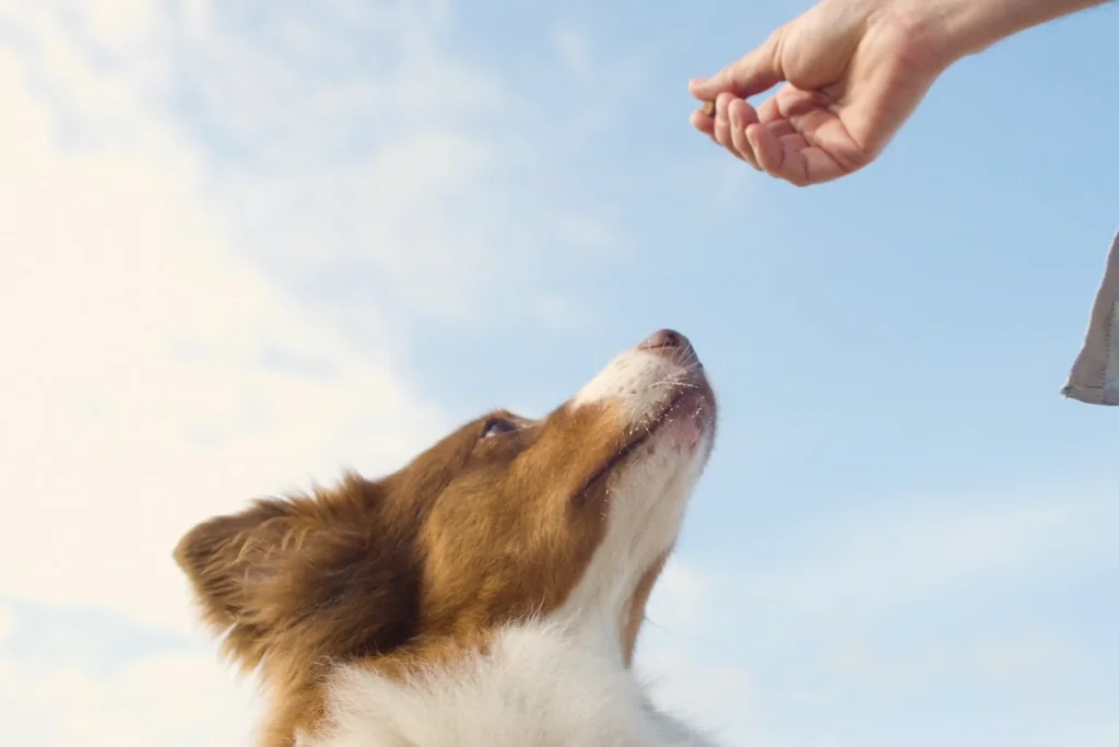 person giving a small treat to a brown and white dog during daytime