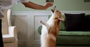 person giving a treat to a brown dog while performing standing trick