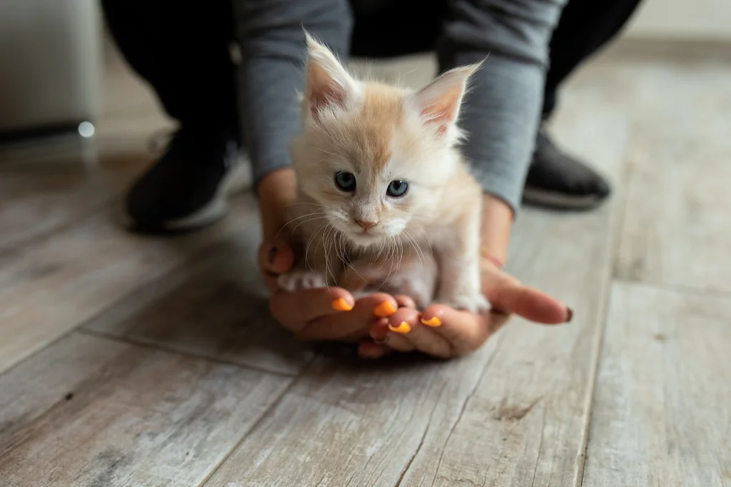 person holding a small white kitten in their hands