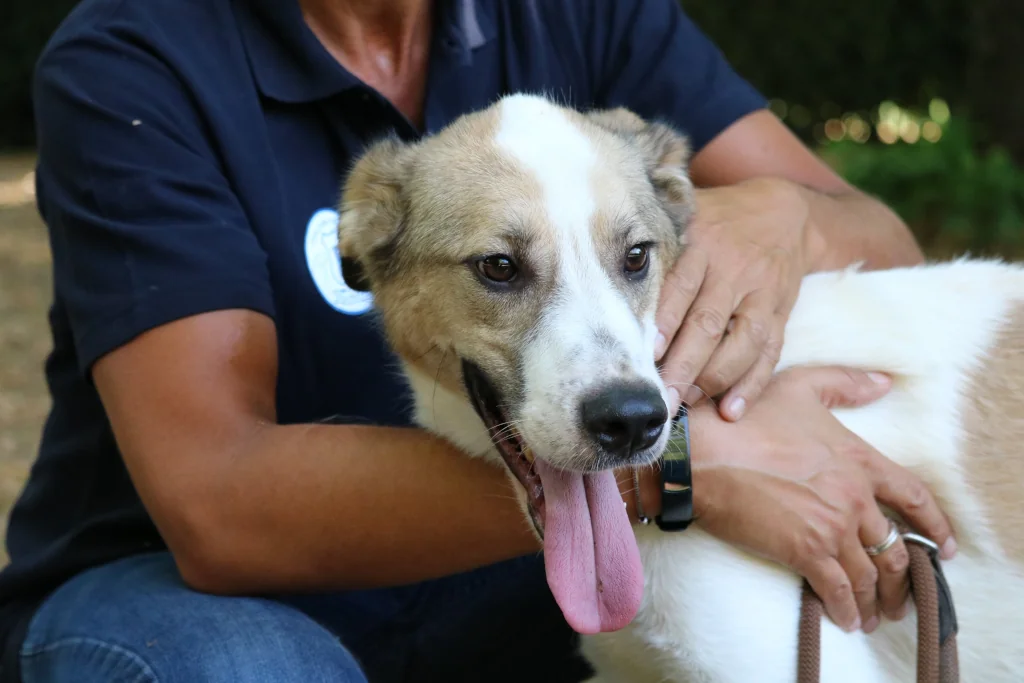 person holding a white and brown dog on leash