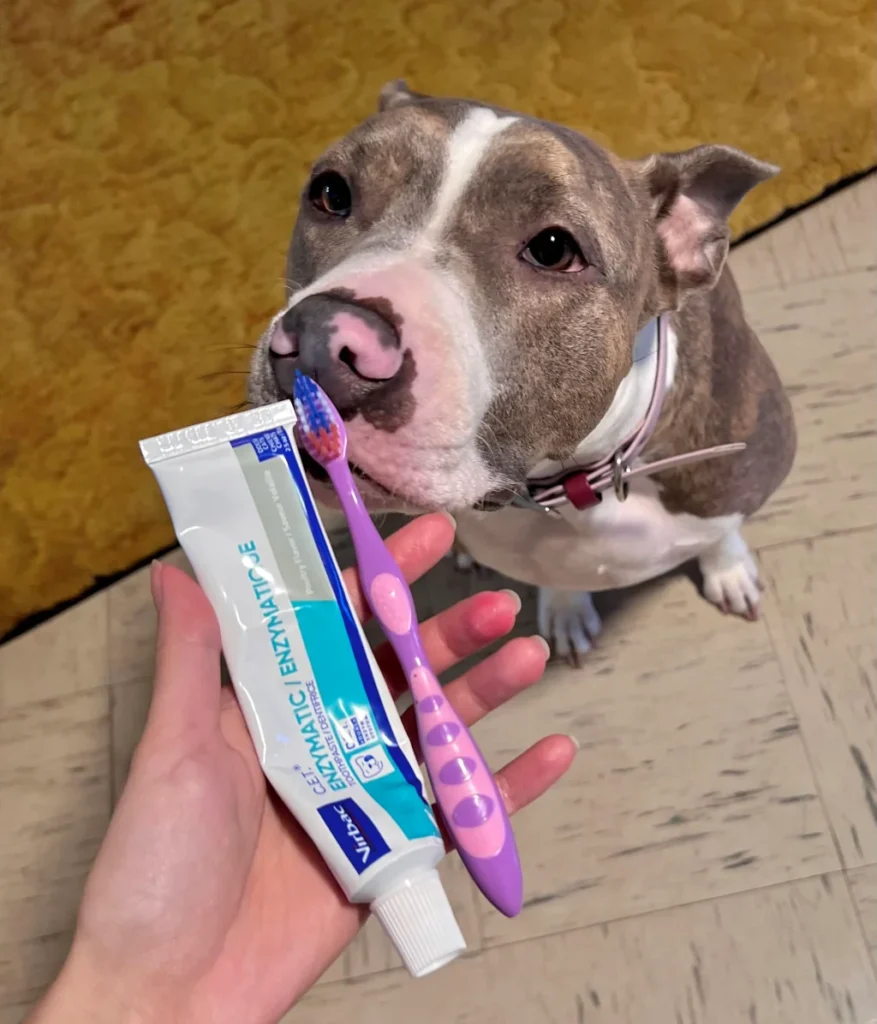 person holding enzymatic toothpaste with a toothbrush in front of pitbull