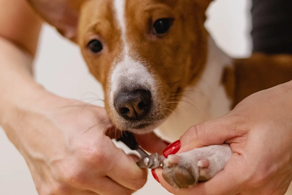 person trimming brown dog's nails