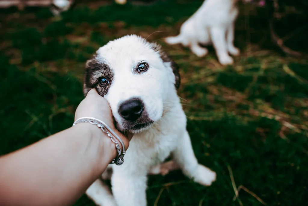 person's hand touching white and black puppy