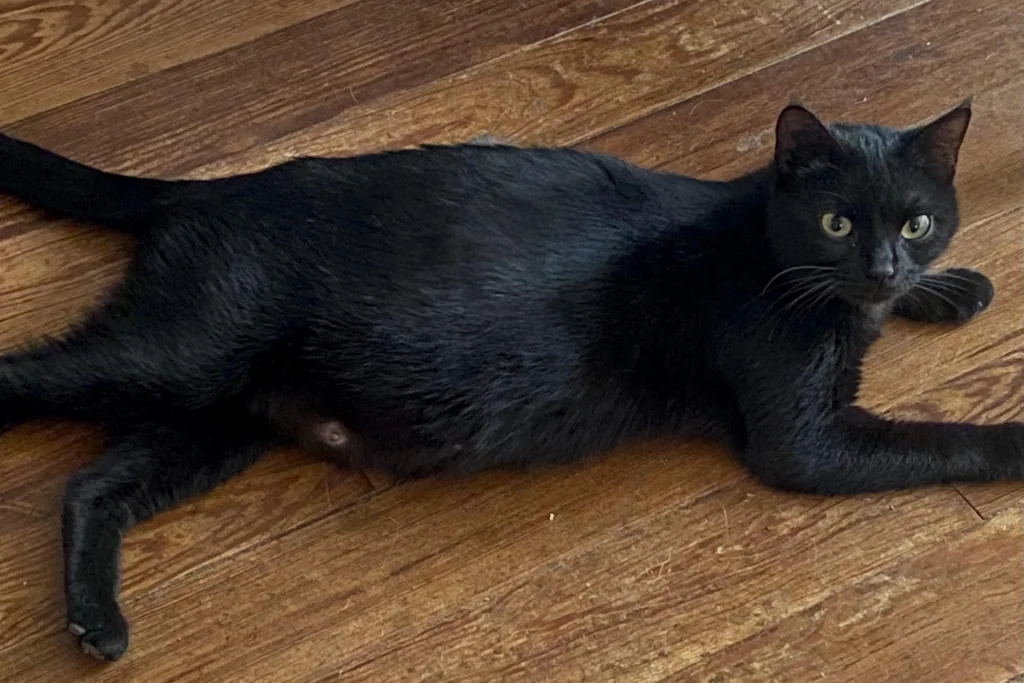 pregnant black cat lying on wooden floor