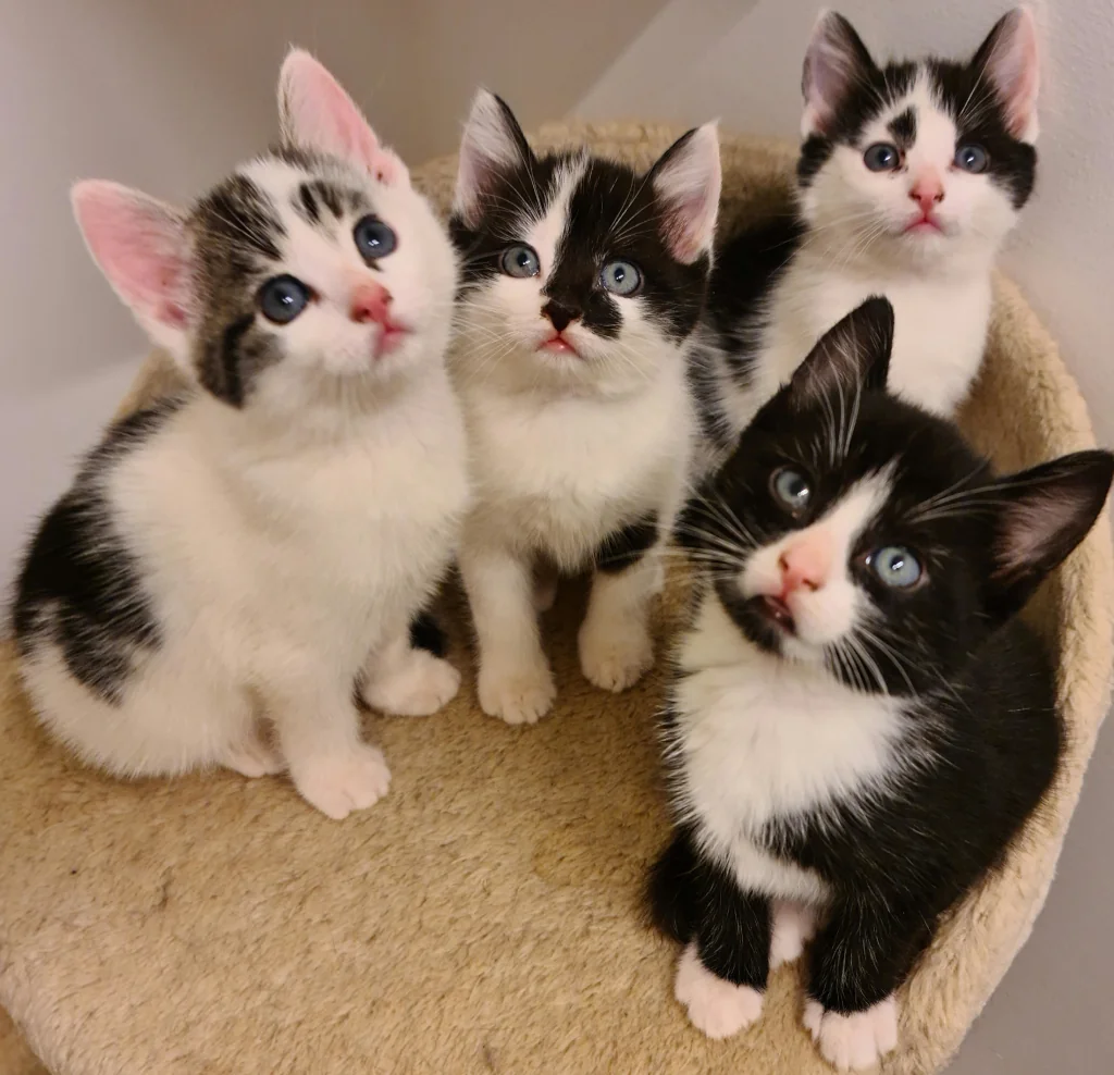 quartet of kittens looking up