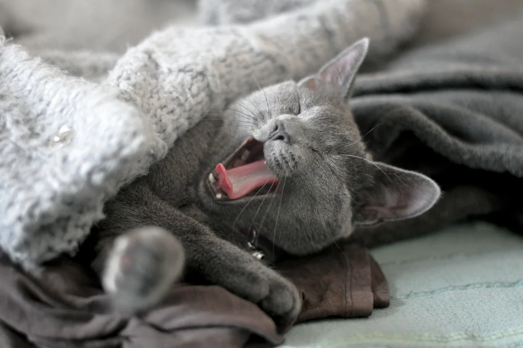 russian blue cat lying and yawning on a bed