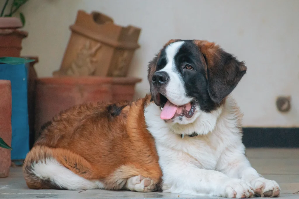 saint bernard dog lying on the floor