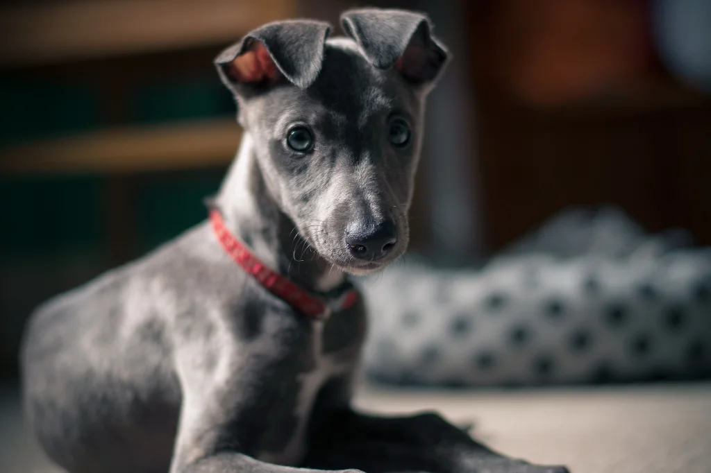 short-coated black puppy with red collar