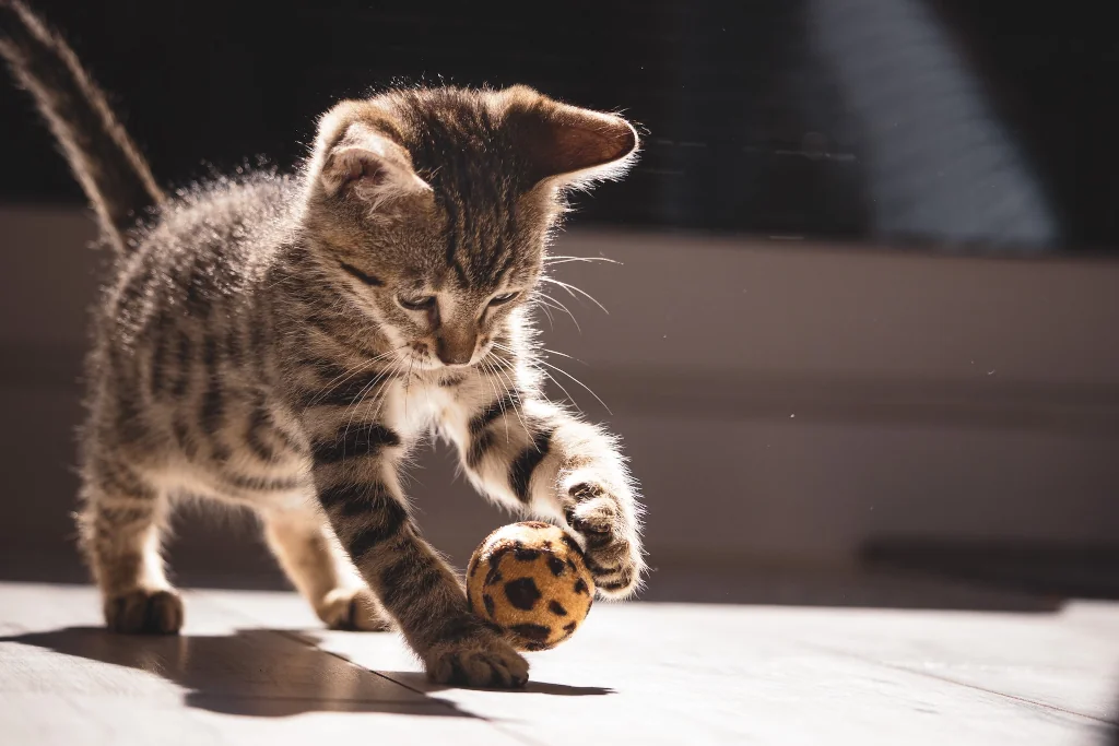 tabby kitten playing with a toy ball in the sun