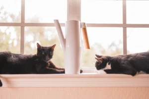 two black and tuxedo cats lying on the window