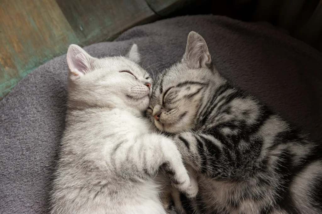 two cats sleeping next to each other