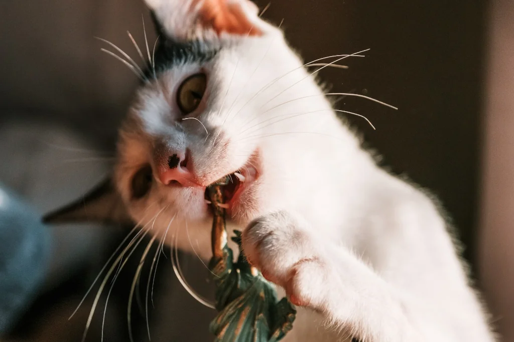 white and black cat biting a green statue of liberty figurine