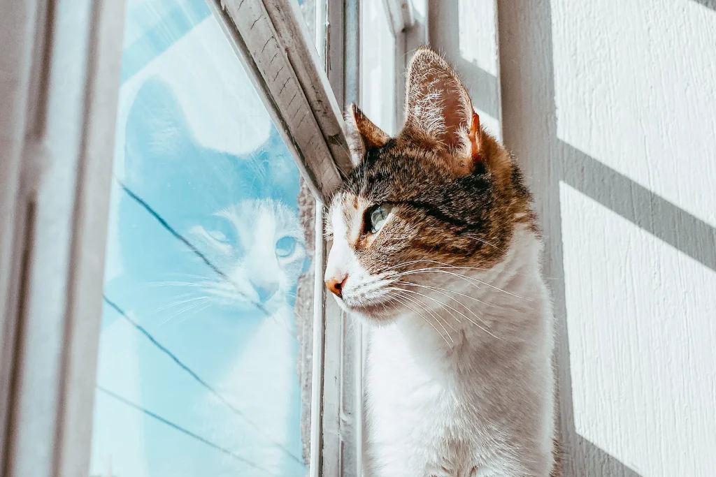 white and brown cat looking out the window