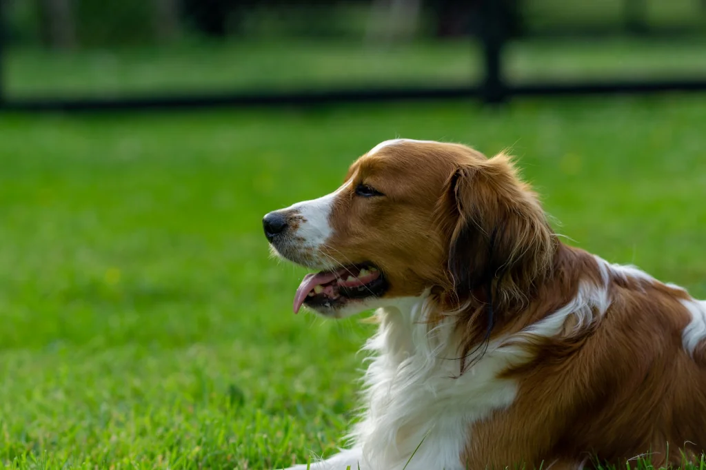 white and brown dog lying on the grass