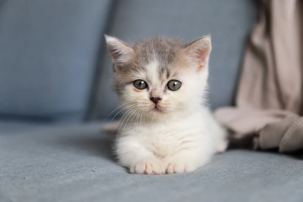 white and gray kitten lying on gray bed