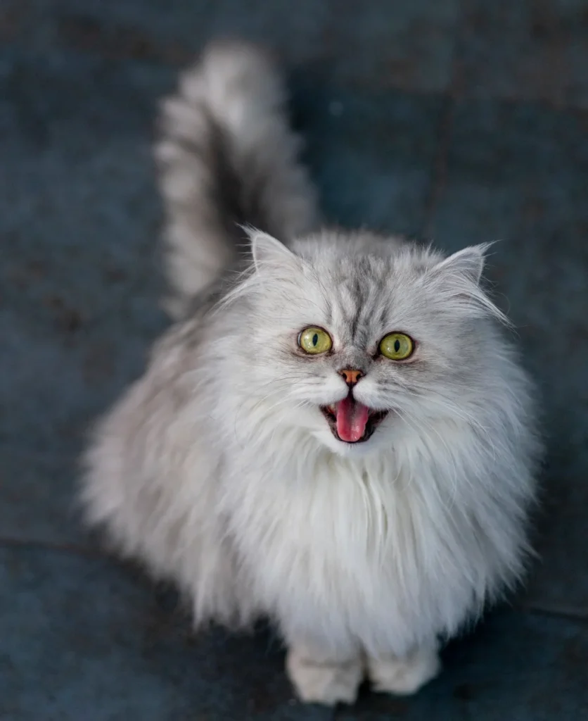 white and gray longhair cat with open mouth