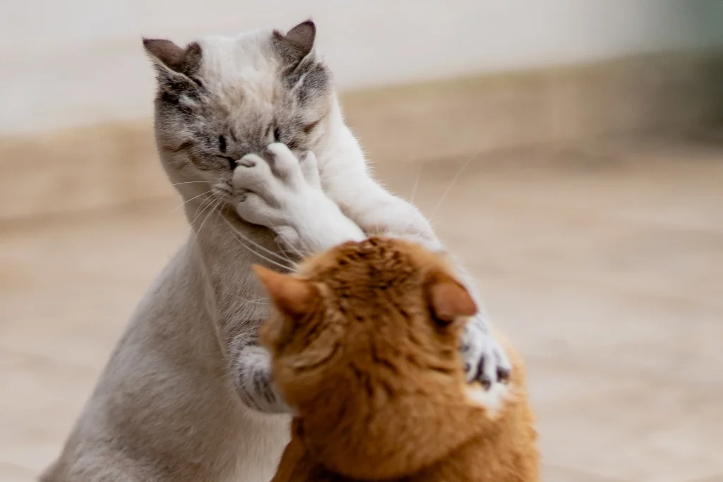 white and orange cat fighting (horizontal)