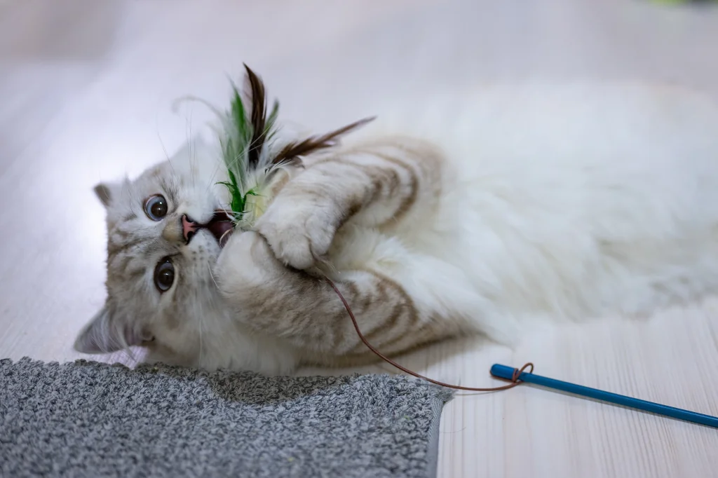 white cat playing with a toy wand on the floor
