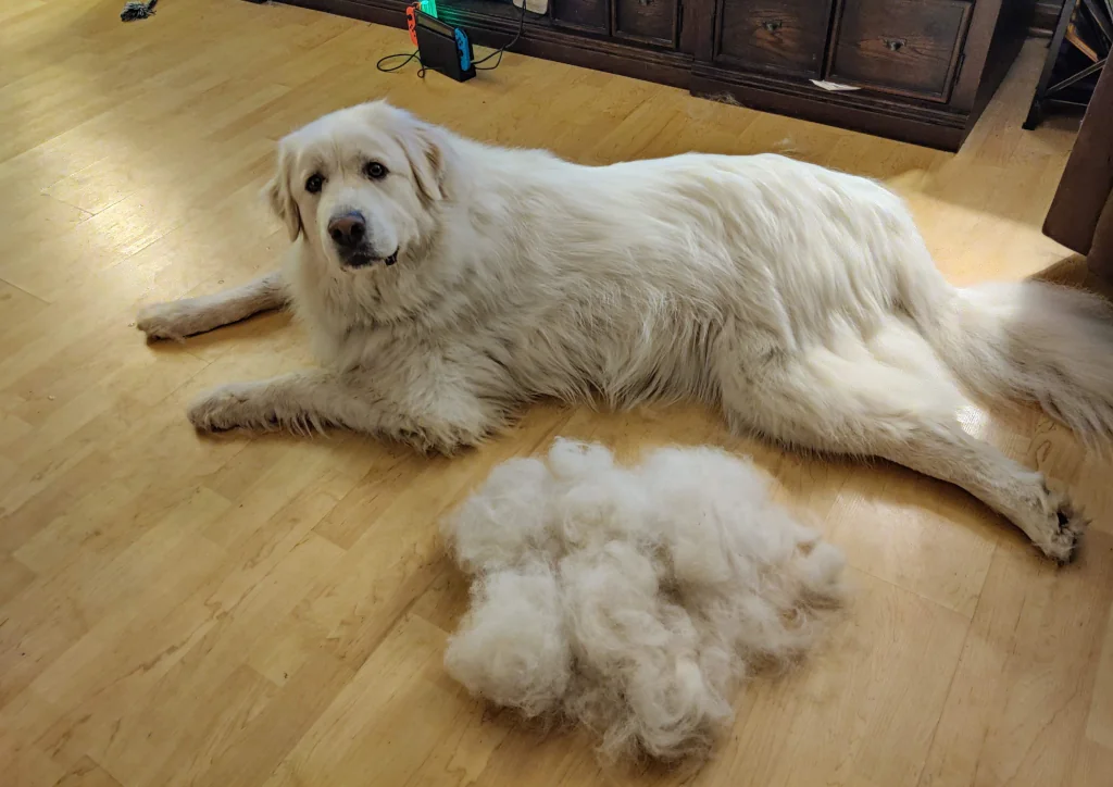 white dog lying on the floor after brushing with fur next to them