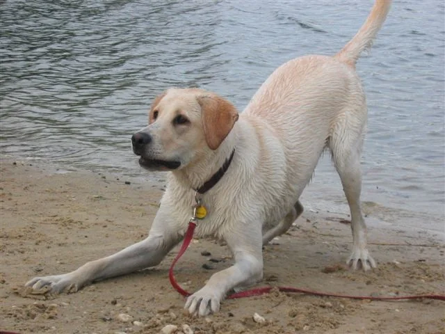white dog play bows near water