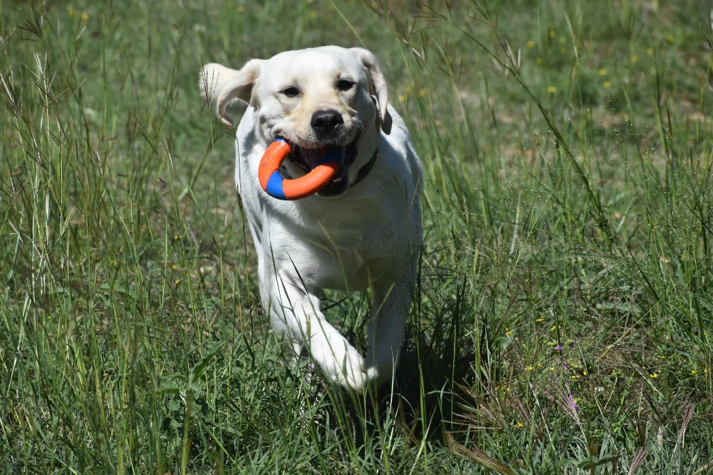 white dog running on grass field carrying a toy